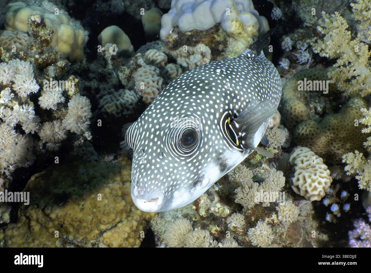 White-spotted pufferfish (Arothron hispidus) Stock Photo