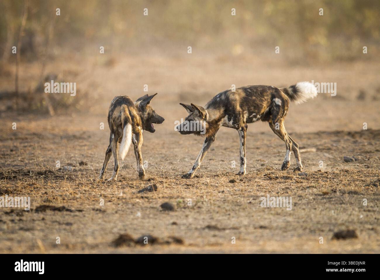 Two African Wild Dogs Playing Together In The Kruger National Park two-african-wild-dogs-playing-together-in-the-kruger-national-park
