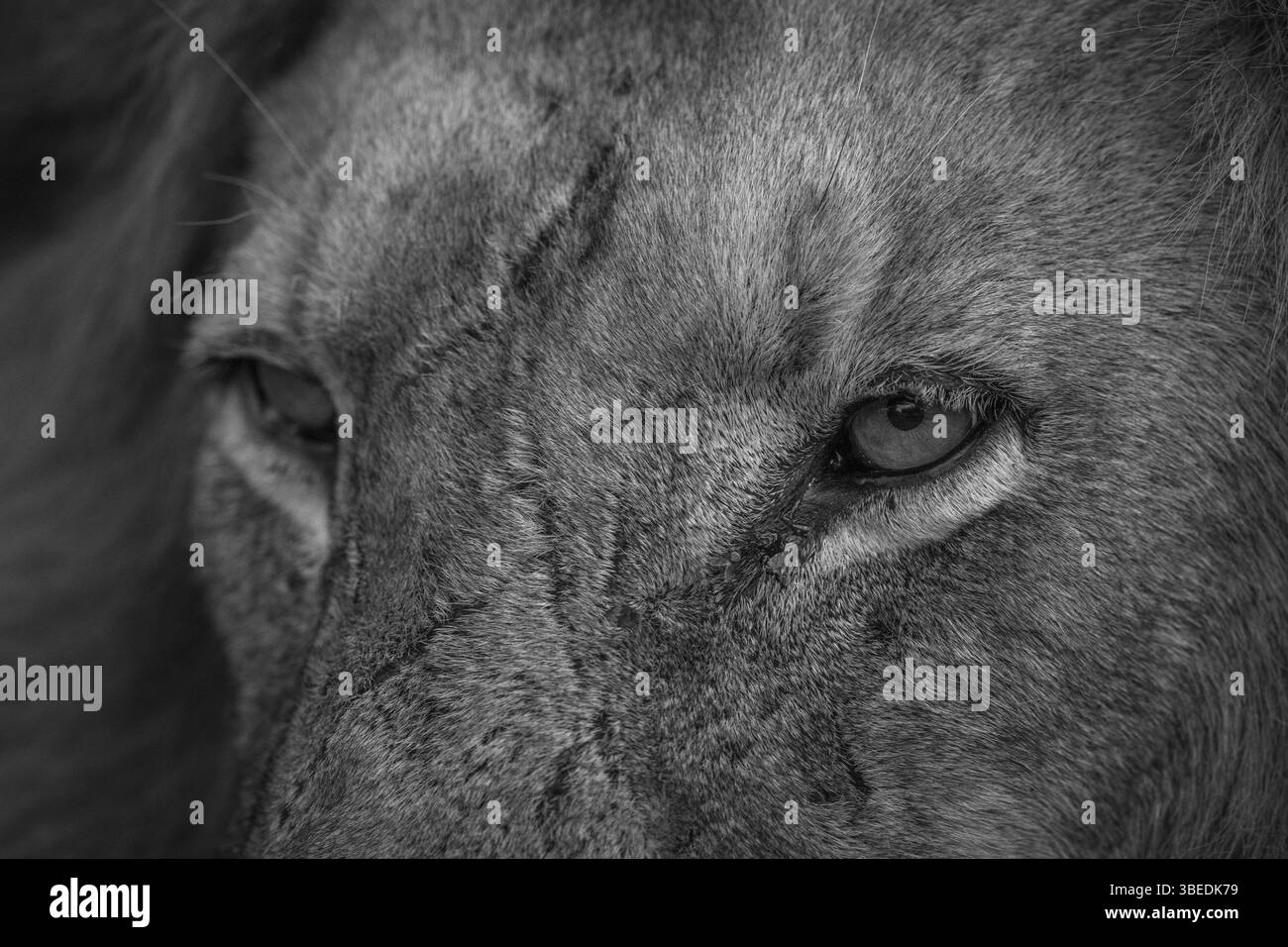 Close up of Lion eyes in black and white in the Kruger National Park, South Africa, Africa Stock Photo