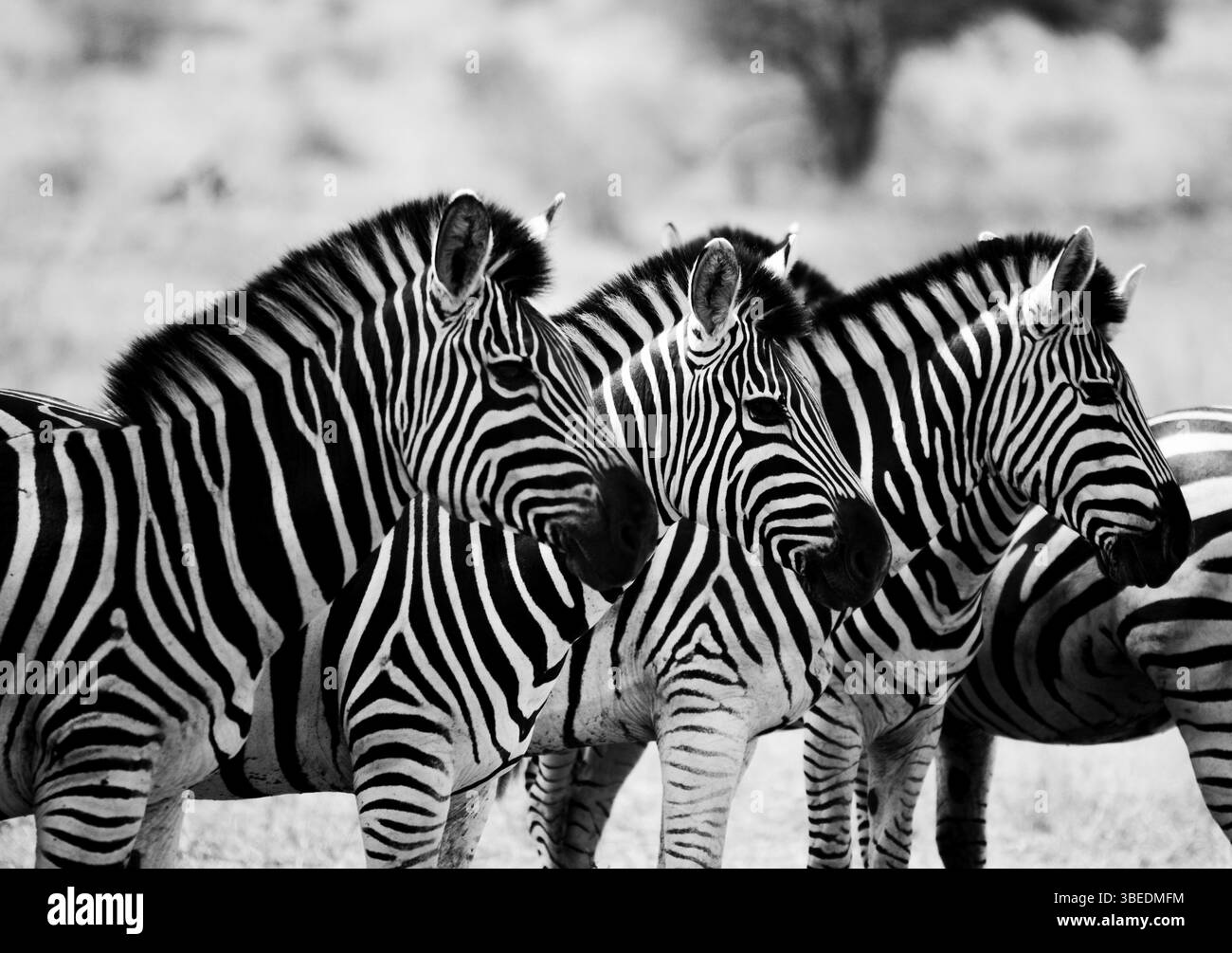 Zebras starring in black and white in the Kruger National Park, South Africa, Africa Stock Photo
