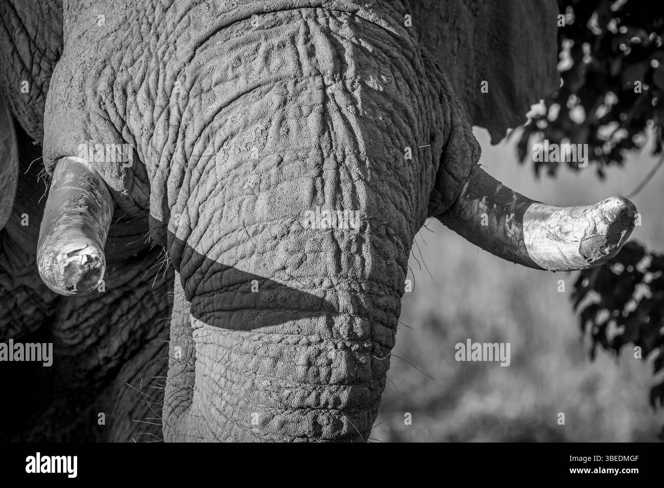 Close up of the tusks of an old Elephant bull in black and white in the Chobe National Park, Botswana, Africa Stock Photo