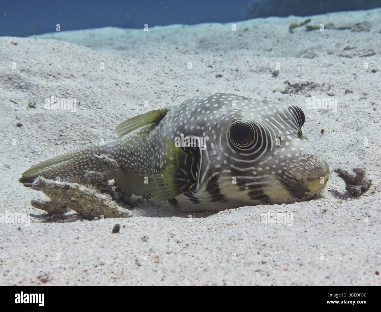 White-spotted pufferfish (Arothron hispidus) Stock Photo