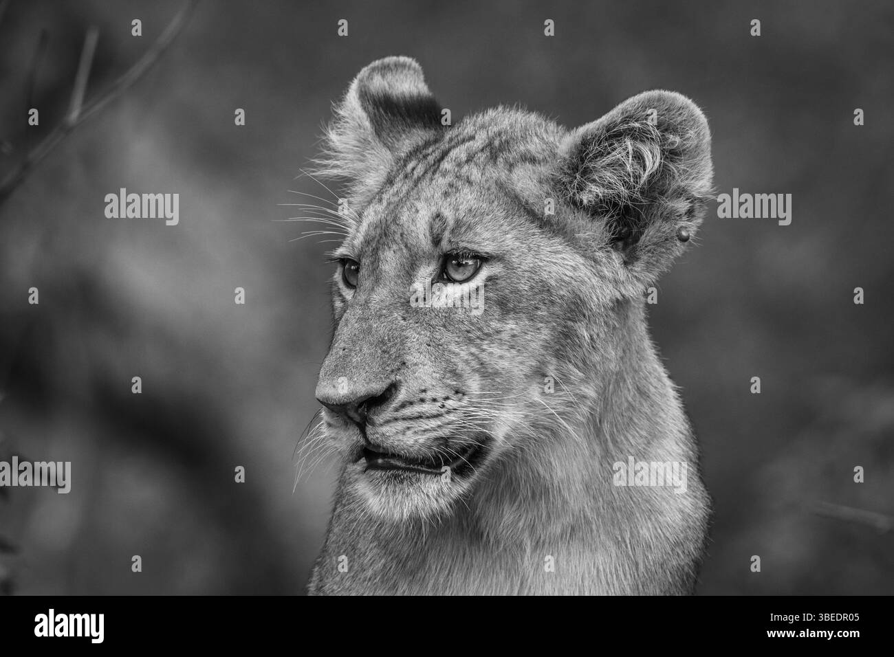 Side profile of a Lion cub in black and whtie in the Kruger National Park, South Africa, Africa Stock Photo