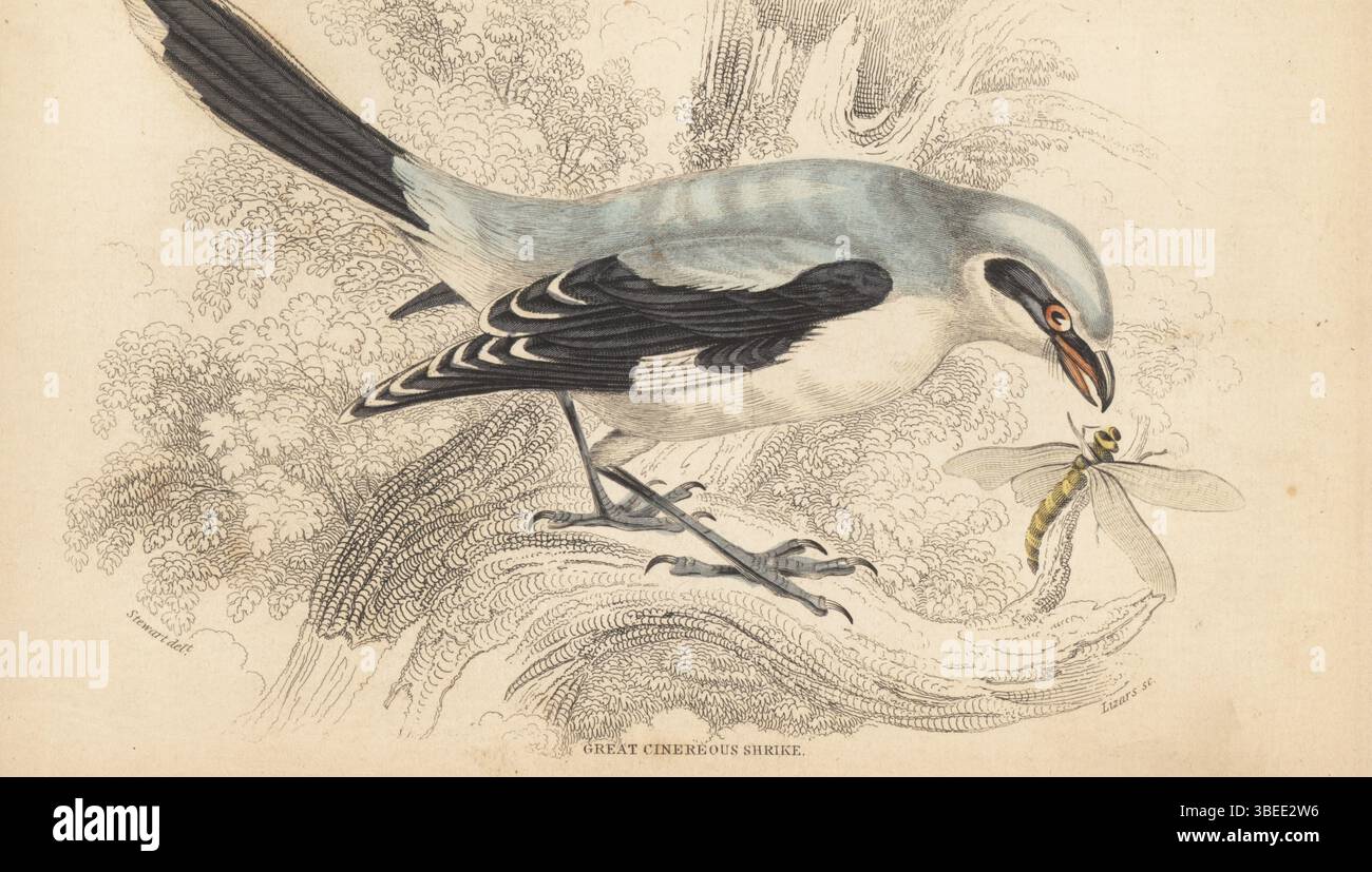 Great grey shrike, great cinereus shrike or ash-coloured shrike, Lanius excubitor. With dragonfly. Handcoloured steel engraving by William Lizars after an illustration by James Stewart from Sir William Jardine’s Ornithology, British Birds, Incessores, Vol. XXV of The Naturalist’s Library, W.H. Lizars, Edinburgh, 1843. Stock Photo