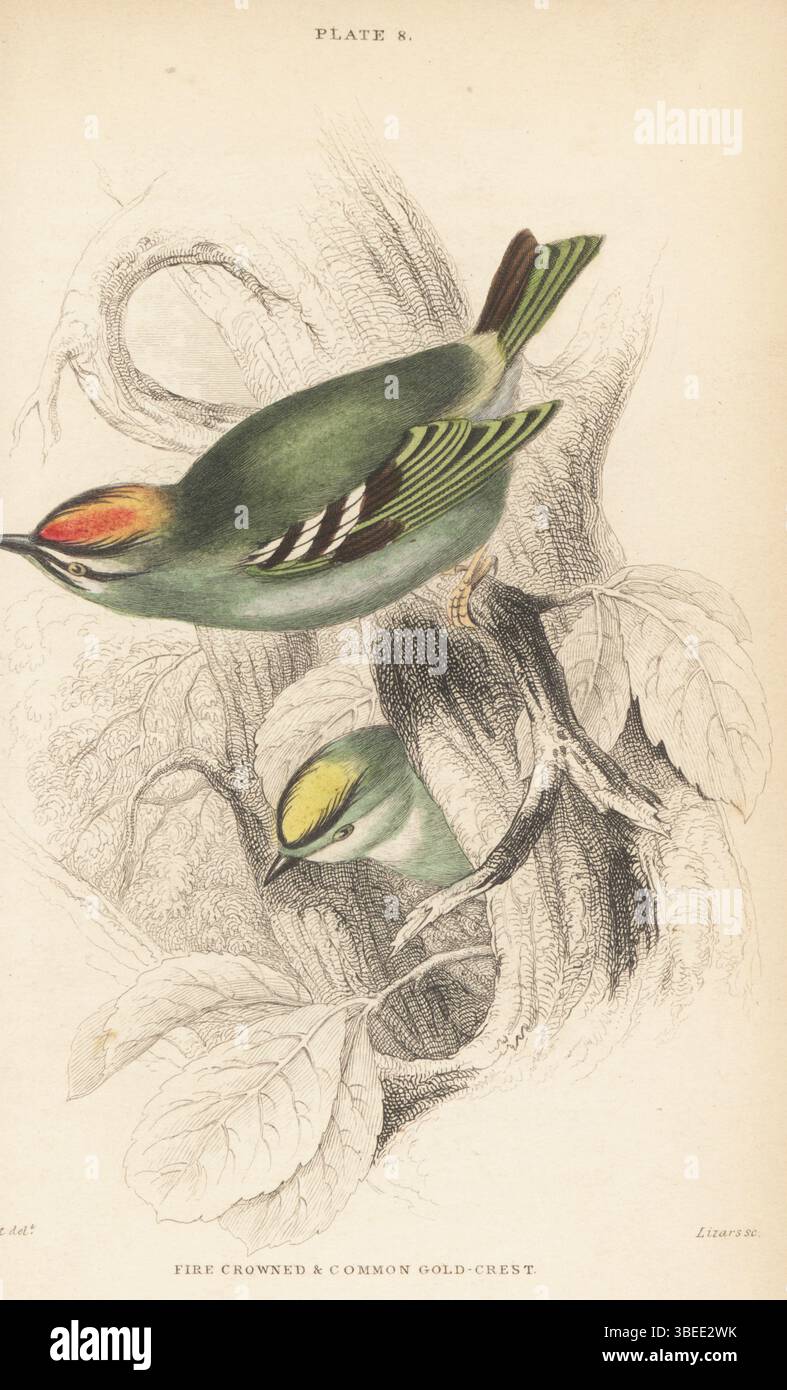Firecrest, Regulus ignicapillus, and goldcrest, Regulus regulus. Fire-crowned gold-crest, common gold-crest, Regulus auricapillus. Handcoloured steel engraving by William Lizars after an illustration by James Stewart from Sir William Jardine’s Ornithology, British Birds, Incessores, Vol. XXV of The Naturalist’s Library, W.H. Lizars, Edinburgh, 1843. Stock Photo