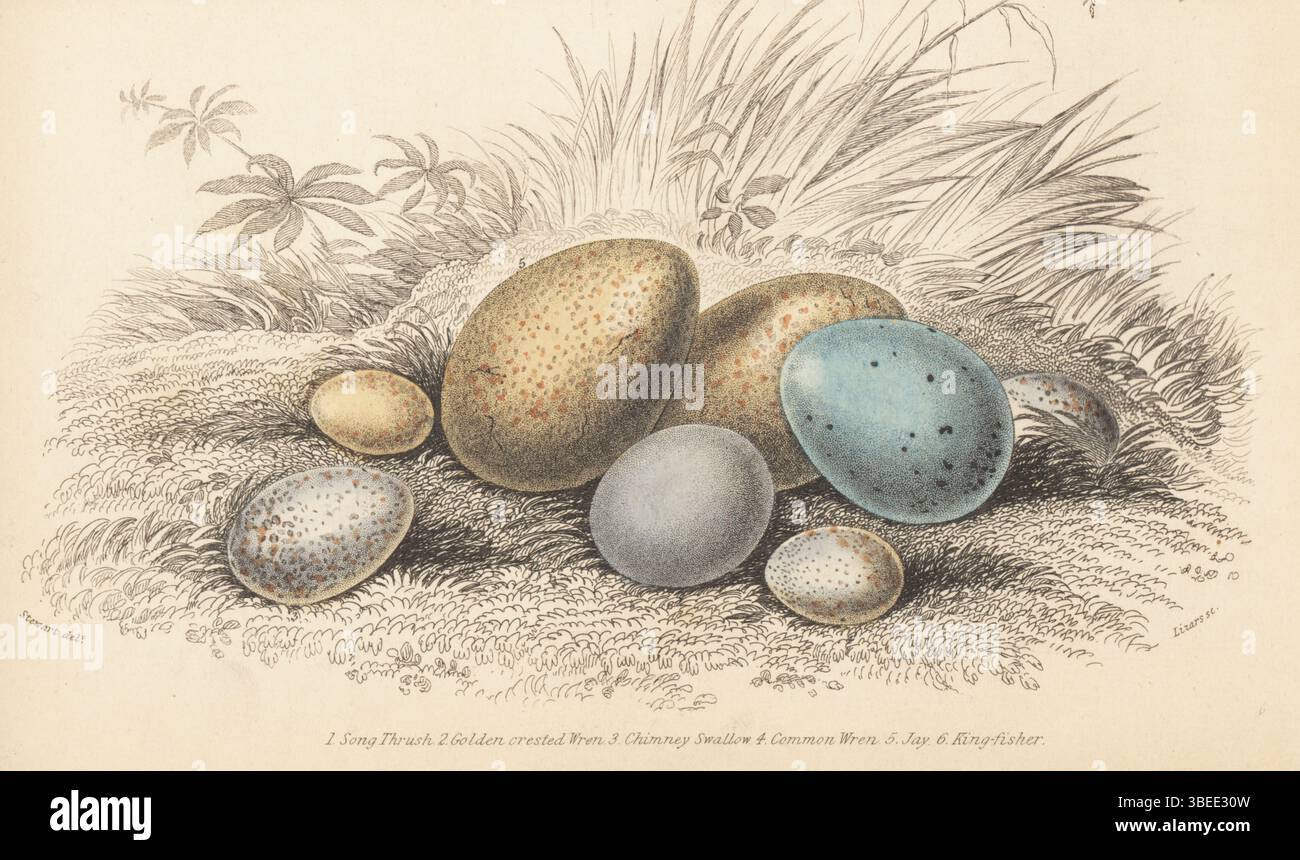 Clutch of eggs. Song thrush, Turdus philomelos 1, goldcrest, Regulus regulus 2, chimney swallow, Chaetura pelagica 3, common wren, Troglodytes troglodytes 4, jay, Garrulus glandarius 5 and kingfisher, Alcedo atthis 6. Handcoloured steel engraving by William Lizars after an illustration by James Stewart from Sir William Jardine’s Ornithology, British Birds, Incessores, Vol. XXV of The Naturalist’s Library, W.H. Lizars, Edinburgh, 1843. Stock Photo
