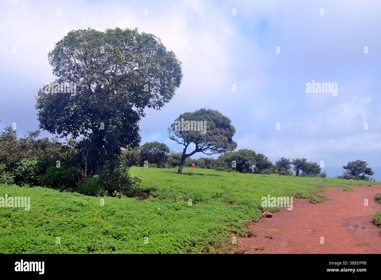 The Kas Plateau Reserved Forest, also known as the Kaas Pathar, is a ...