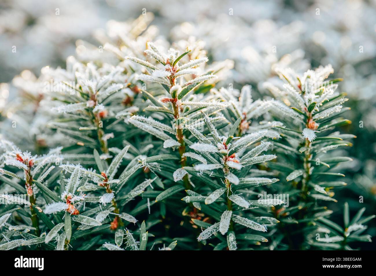 frosty weather. Thuja branches in white frost in the rays of the sun on a  blurred background.Cold and frost season.First frosts. Frosty natural Stock  Photo - Alamy