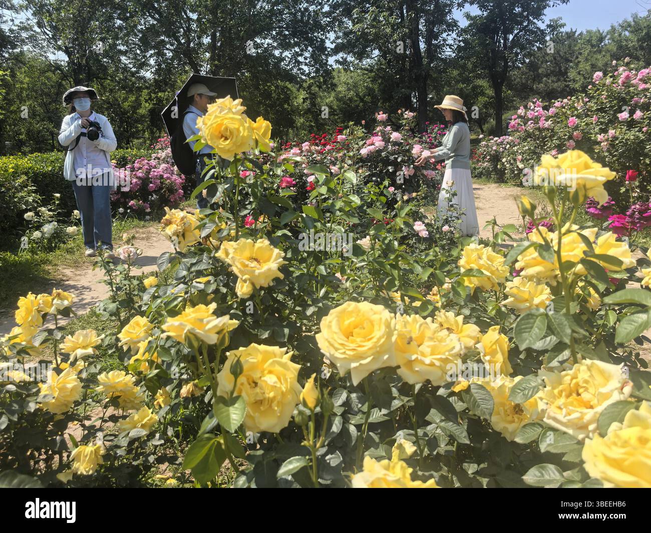 **CHINESE MAINLAND, HONG KONG, MACAU AND TAIWAN OUT** Blooming Chinese