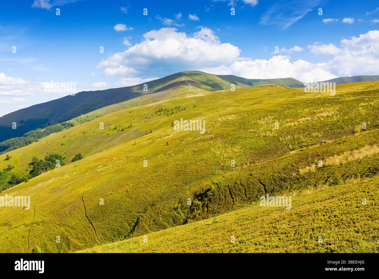 mountain landscape with green meadows in summer. picturesque wallpaper of popular travel destination of transcarpathia. mount great peak in the distan Stock Photo