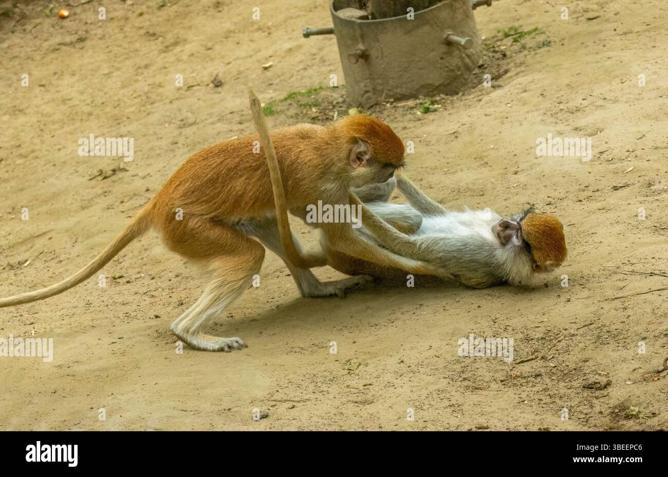 Patas monkeys displaying group dynamic behaviour at Gdansk zoo Stock ...