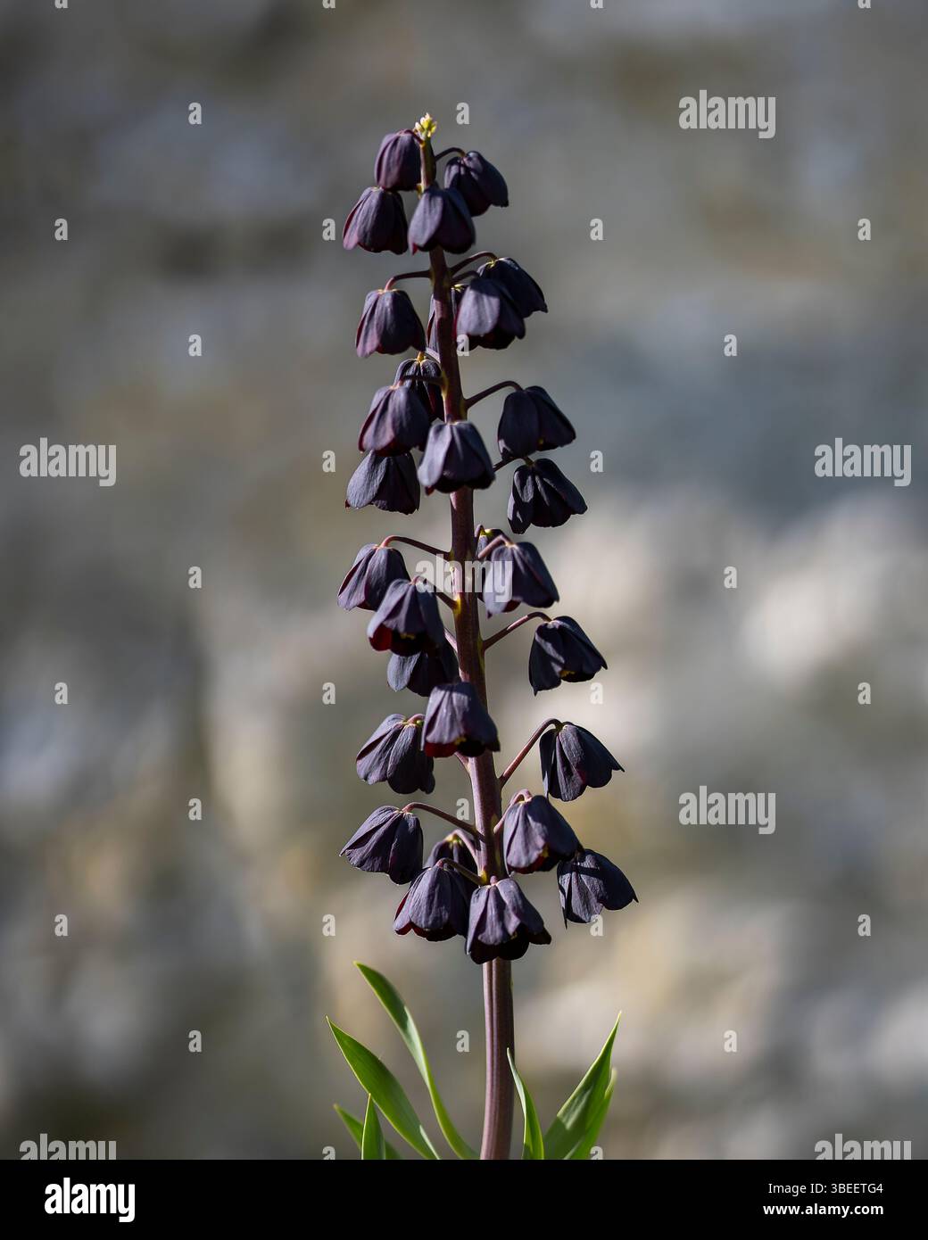 A Fritillaria Persica, commonly known as The Persian Lily, plant blooming in spring garden. Selective focus of flower bud. Wallpaper. Stock Photo