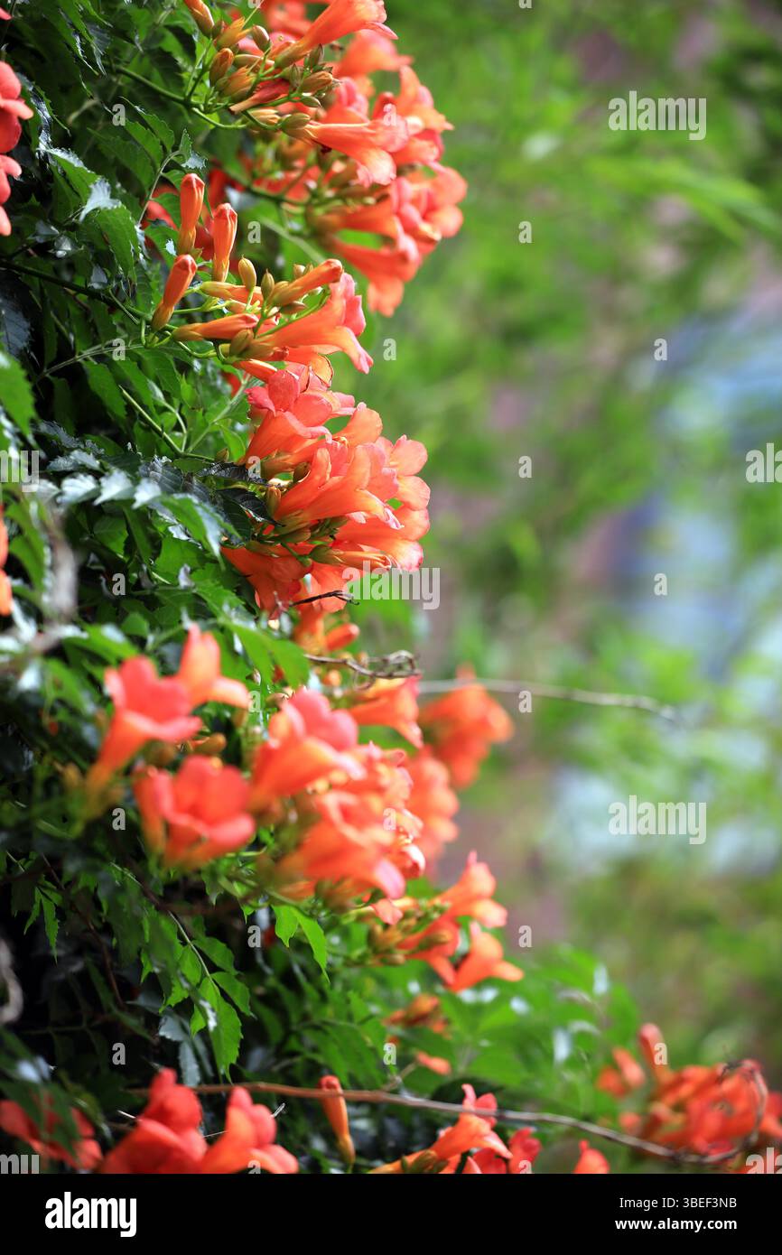 Chinese trumpet vine flowers are in full bloom in Huai'an City, east ...