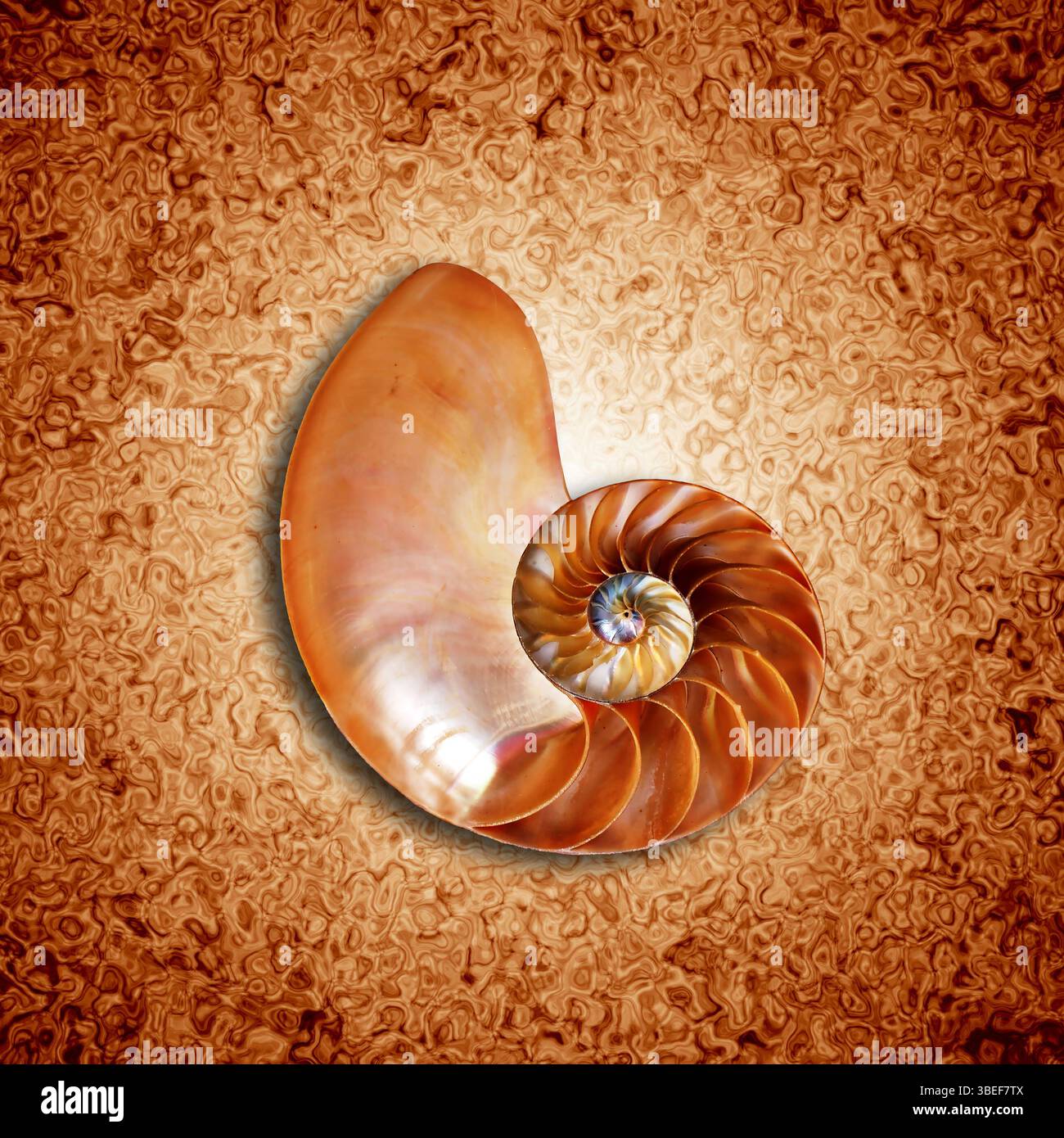 Nautilus shell section, concept for divine proportion and mathematics harmony Stock Photo
