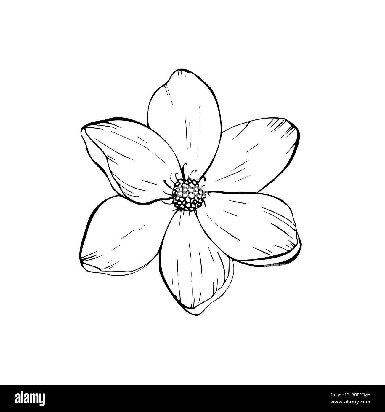 Vector delicate flower. Hand painted linear contour magnolia, sakura. Graphic clipart isolated. Botanical, tattoo and wedding illustration. For Stock Vector