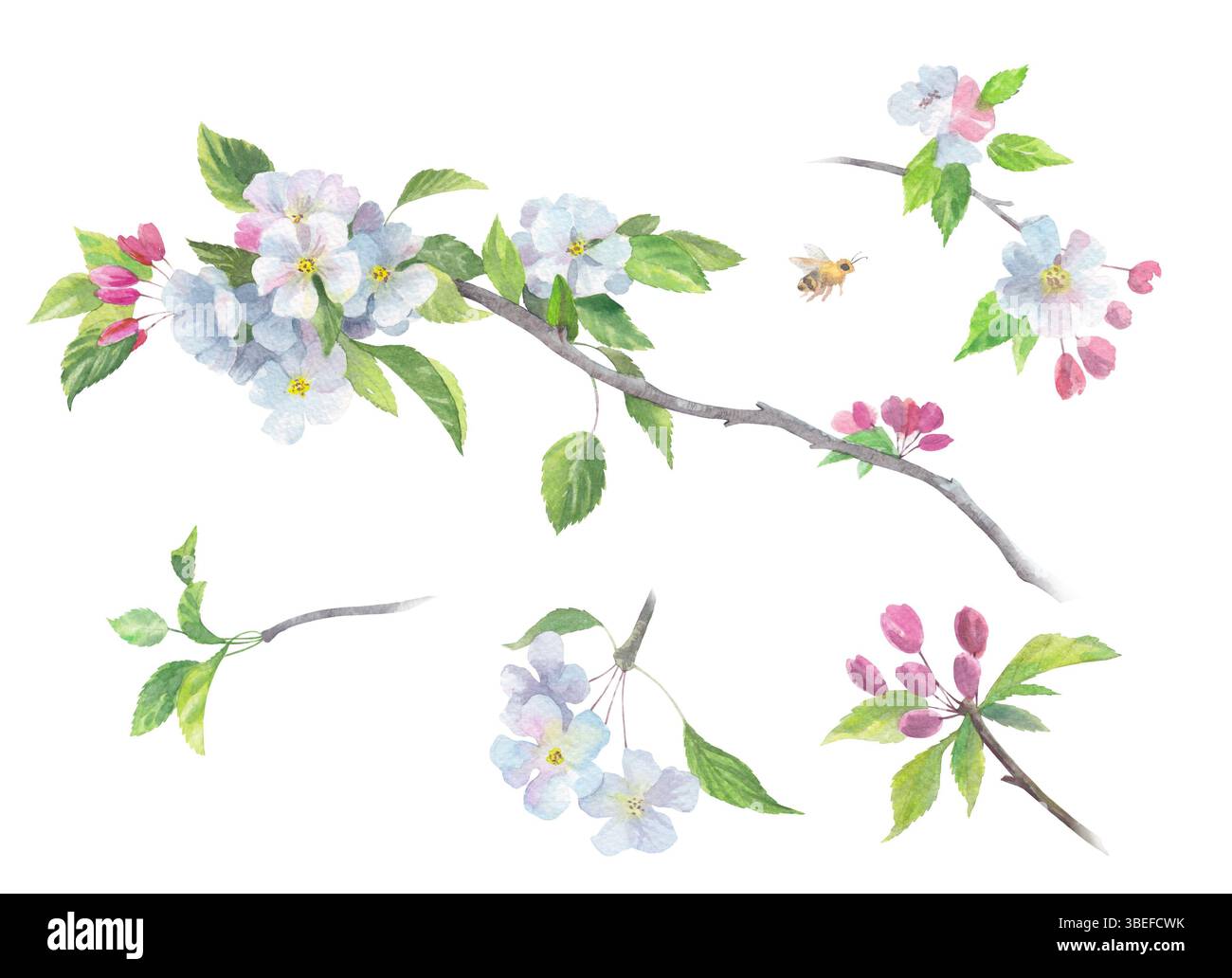 Set of blooming branches of apple tree Stock Photo - Alamy