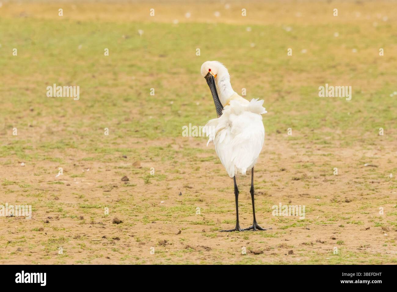 Spoonbill, Norfolk, UK, May 2025 Stock Photo - Alamy