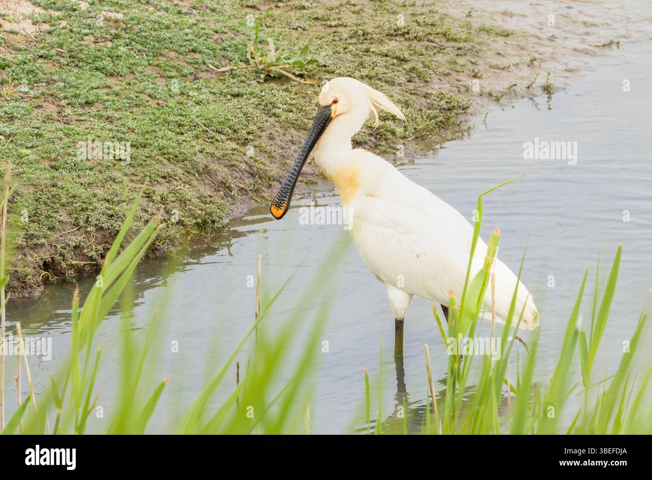 Spoonbill yellow hi-res stock photography and images - Alamy