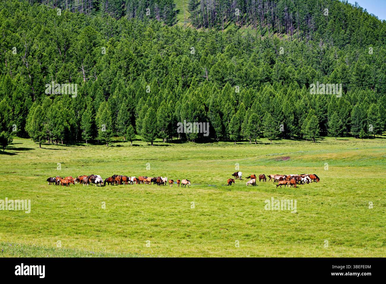 A herd of horses in the Mongolian landscape Stock Photo - Alamy