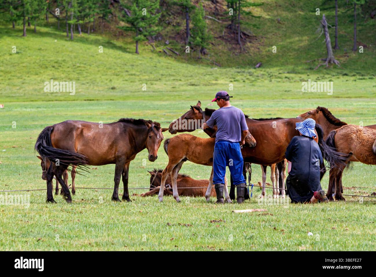 A herd of horses in the Mongolian landscape Stock Photo - Alamy