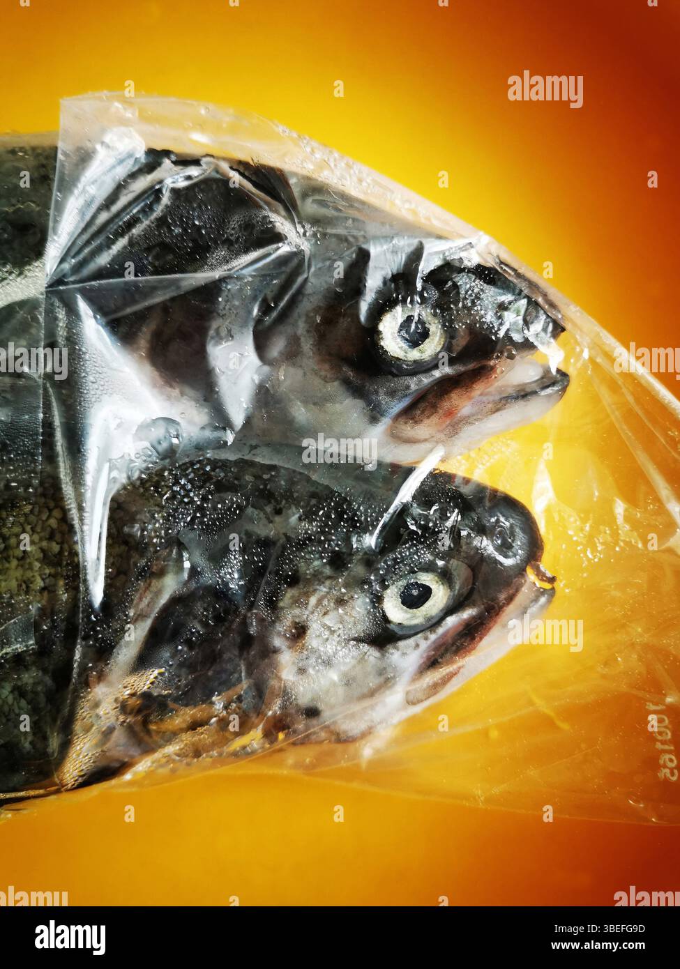 Two fish are enclosed in a clear plastic bag, showcasing their glistening bodies and prominent eyes. The bag is set against a warm, orange background - Smartphone Captured Stock Image