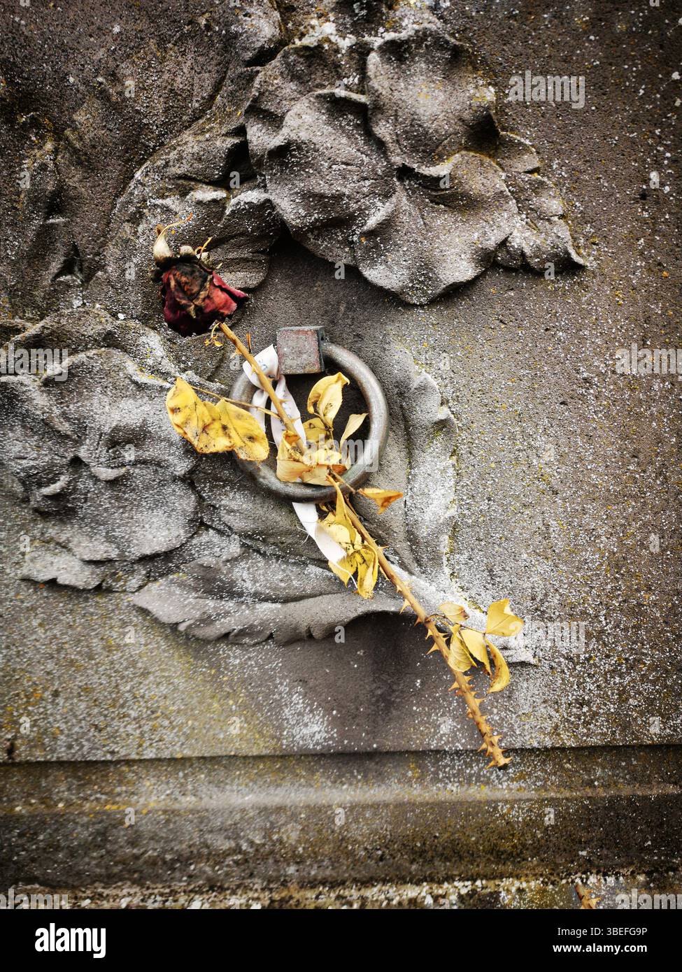 A dried rose with delicate yellow petals lies against a textured, weathered gravestone featuring intricate leaf designs - Smartphone Captured Stock Image