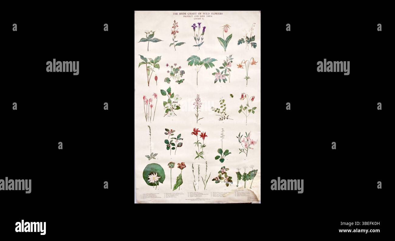 Hyde chart of wild flowers hires stock photography and images Alamy