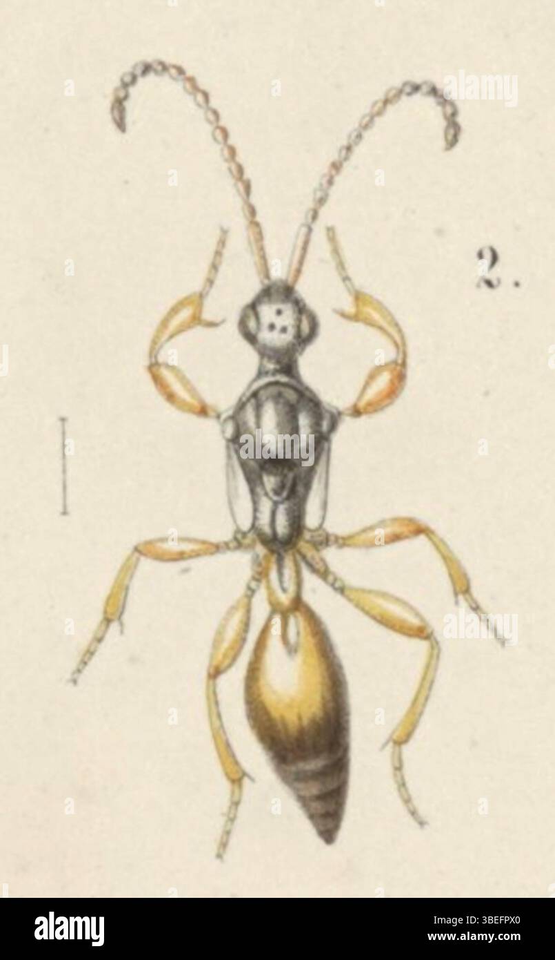 The image features a female *Belyta sanguinolenta*, also known as ...