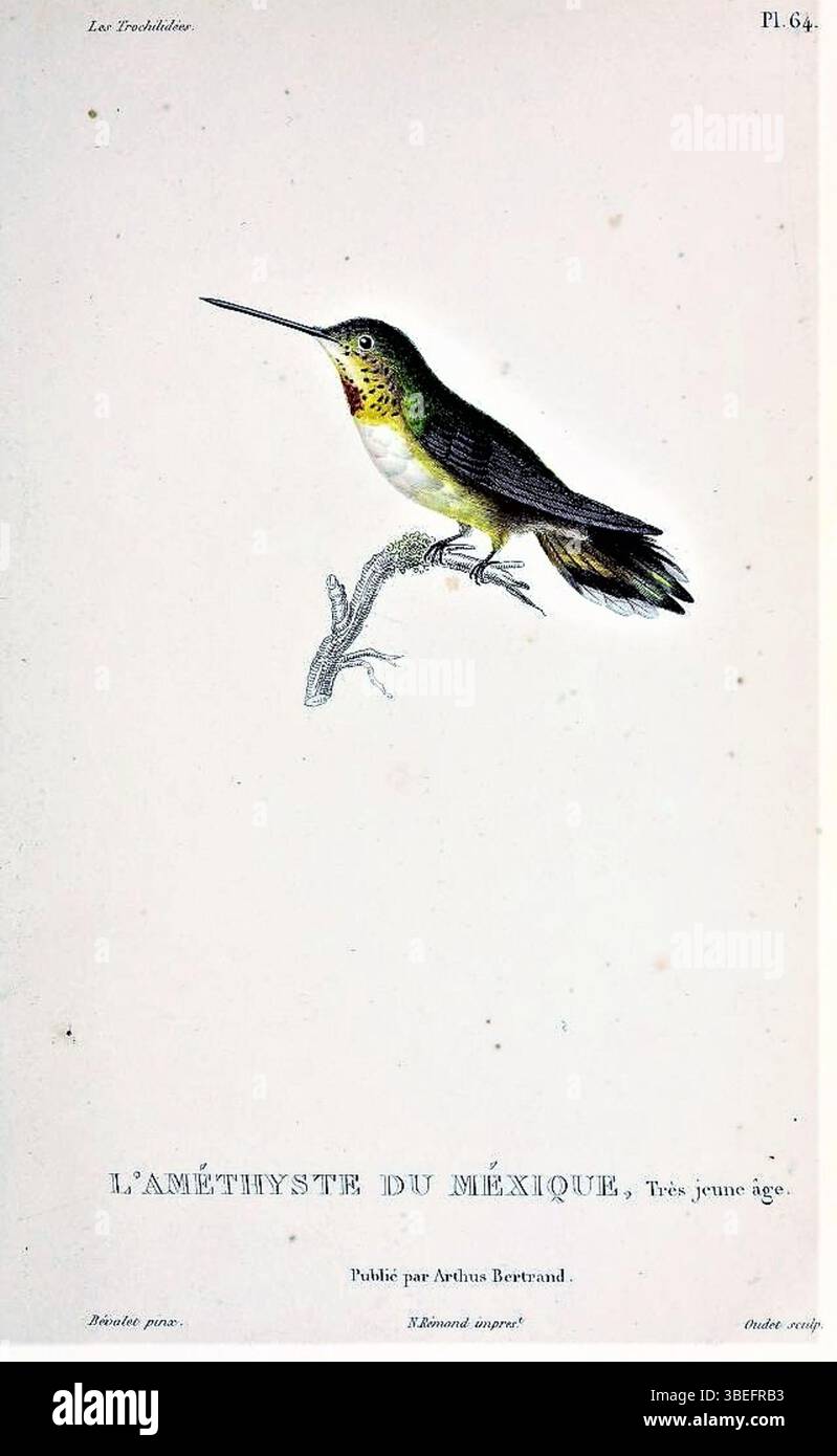 Hummingbird anatomy hi-res stock photography and images - Alamy, image size:799x1390