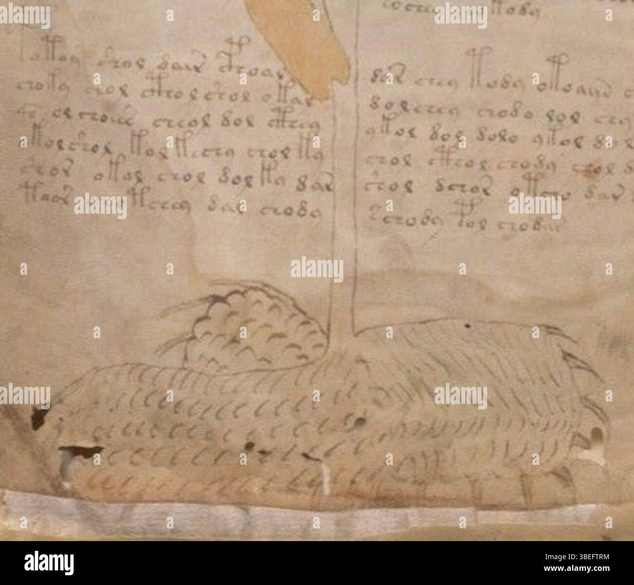 The Voynich manuscript’s f1v page includes a detailed illustration of a ...