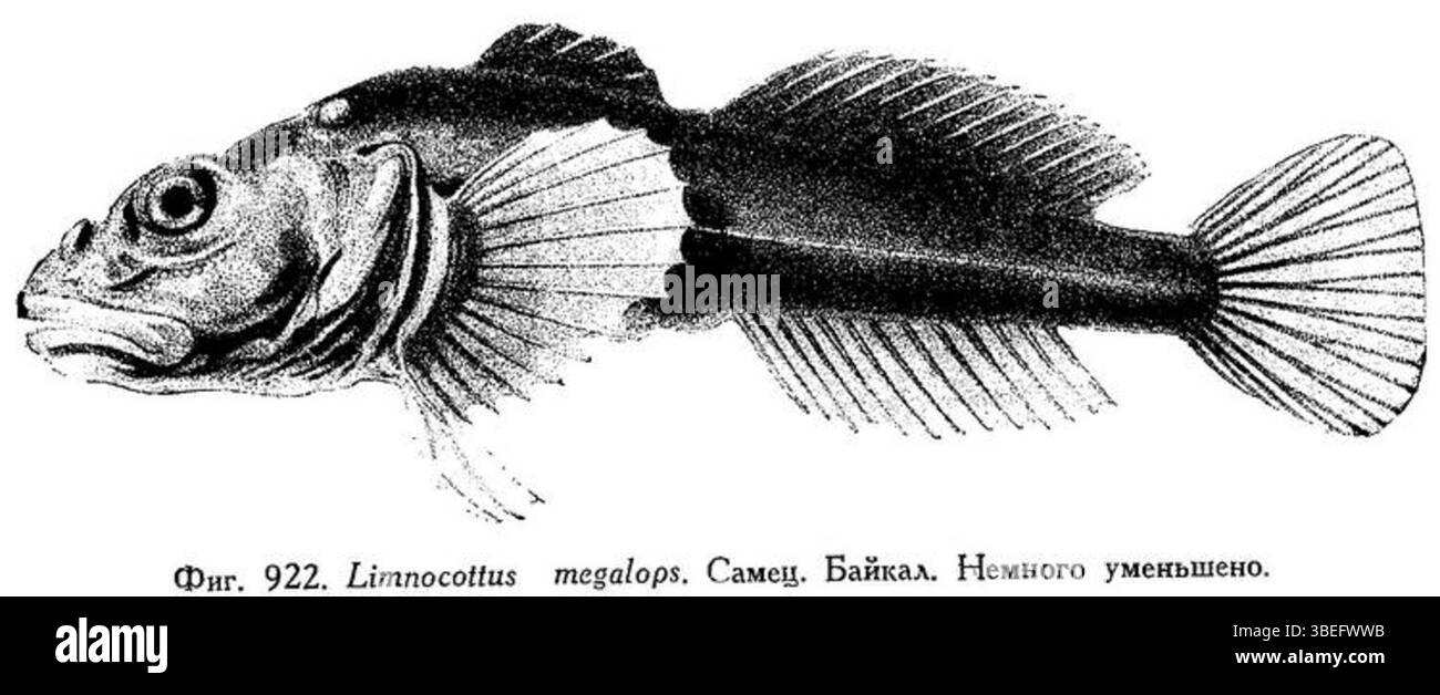 Cyphocottus megalops, a species of freshwater fish, was studied in 1948 ...