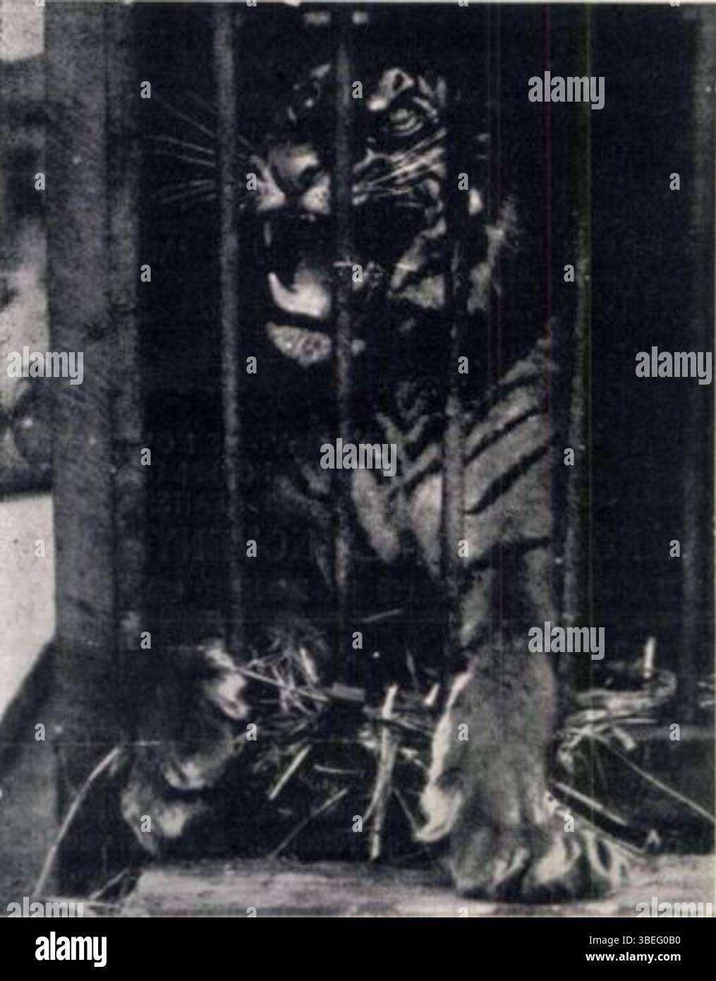 Pál M. Vajda’s 1924 photograph captures a Javan tiger in a transport ...