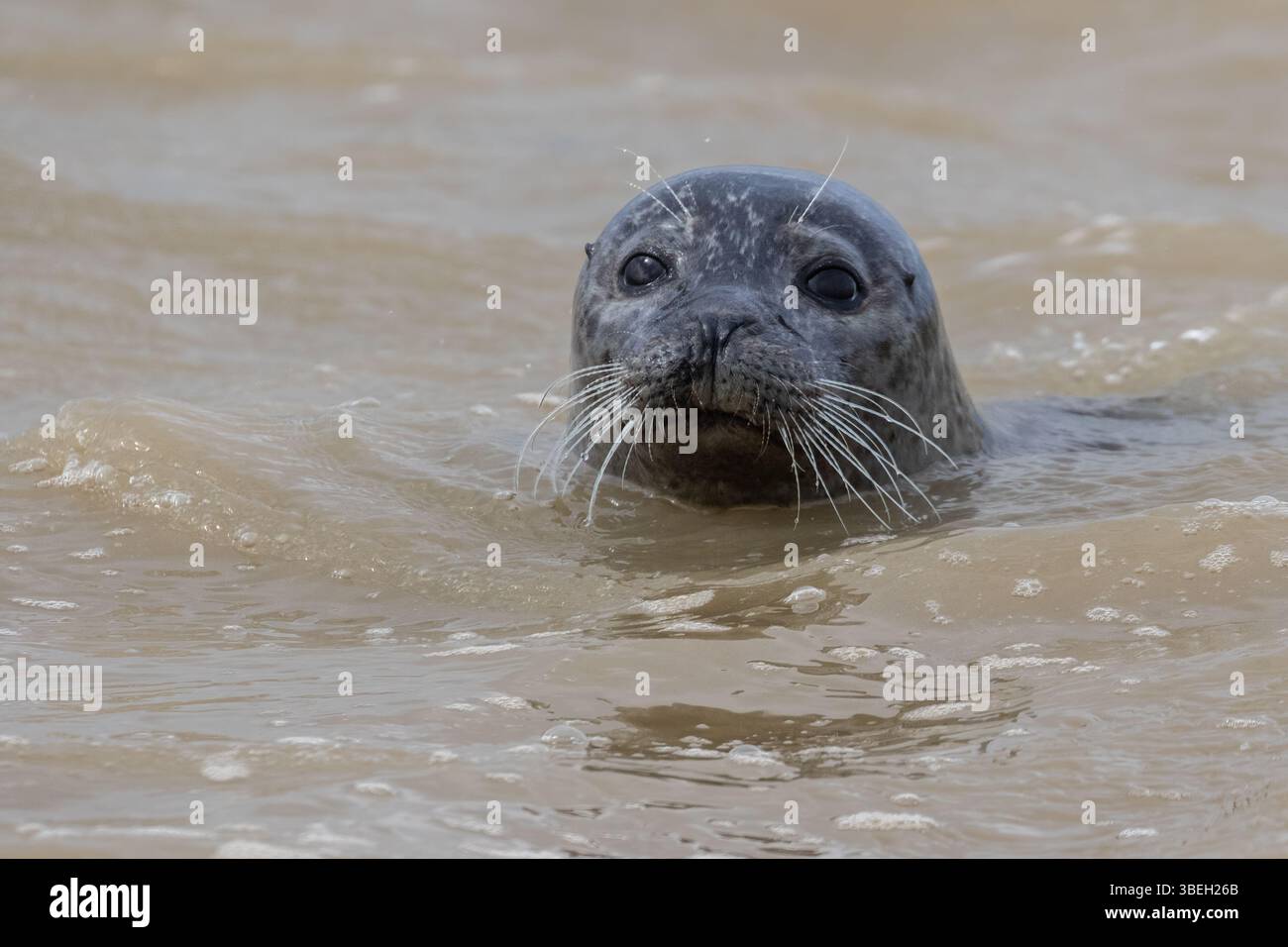 Close up Of Head Of Harbor Seal common Seal Phoca Vitulina Swimming close-up-of-head-of-harbor-seal-common-seal-phoca-vitulina-swimming