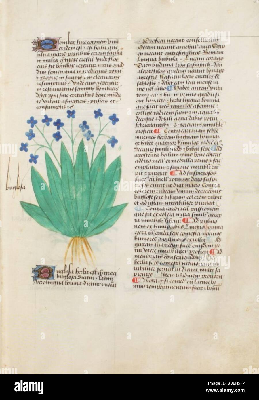 Roman Script Renaissance Renaissance manuscript features hi-res stock photography and images - Alamy
