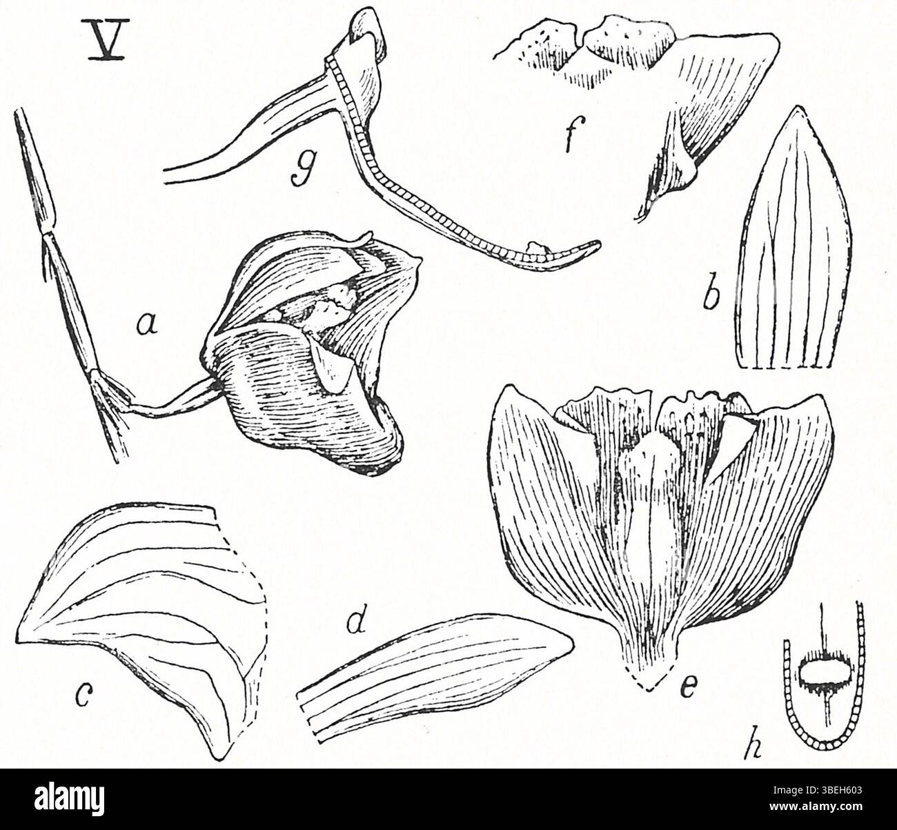 An illustration of Dendrobium tenellum, also known as Dendrobium ...