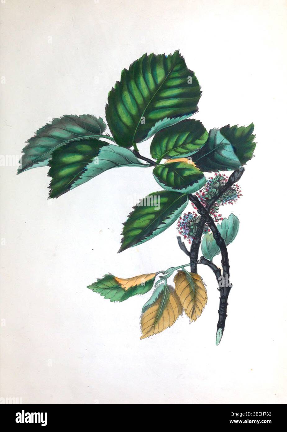 This illustration from Rebecca Hey's 1837 book 'The Spirit of the Woods ...