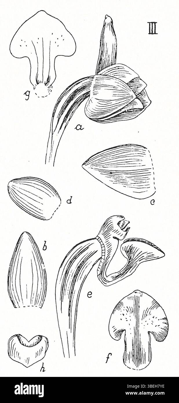 This botanical illustration from 1924 by Johannes Jacobus Smith depicts ...