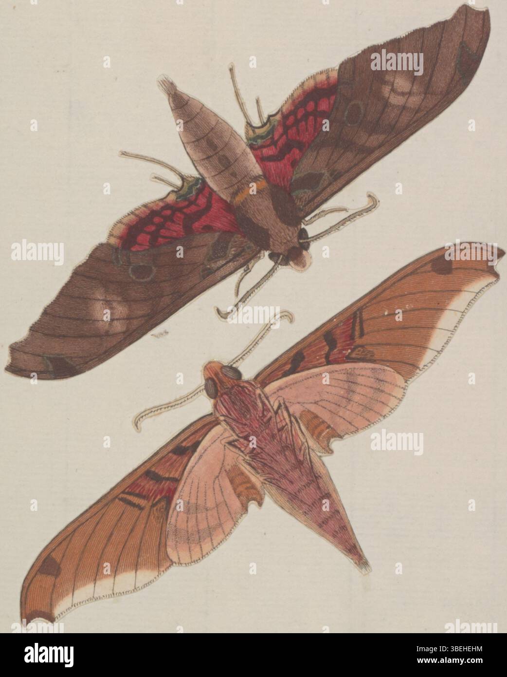 This print illustrates Ambulyx, a genus of moths, from the Iconographia ...