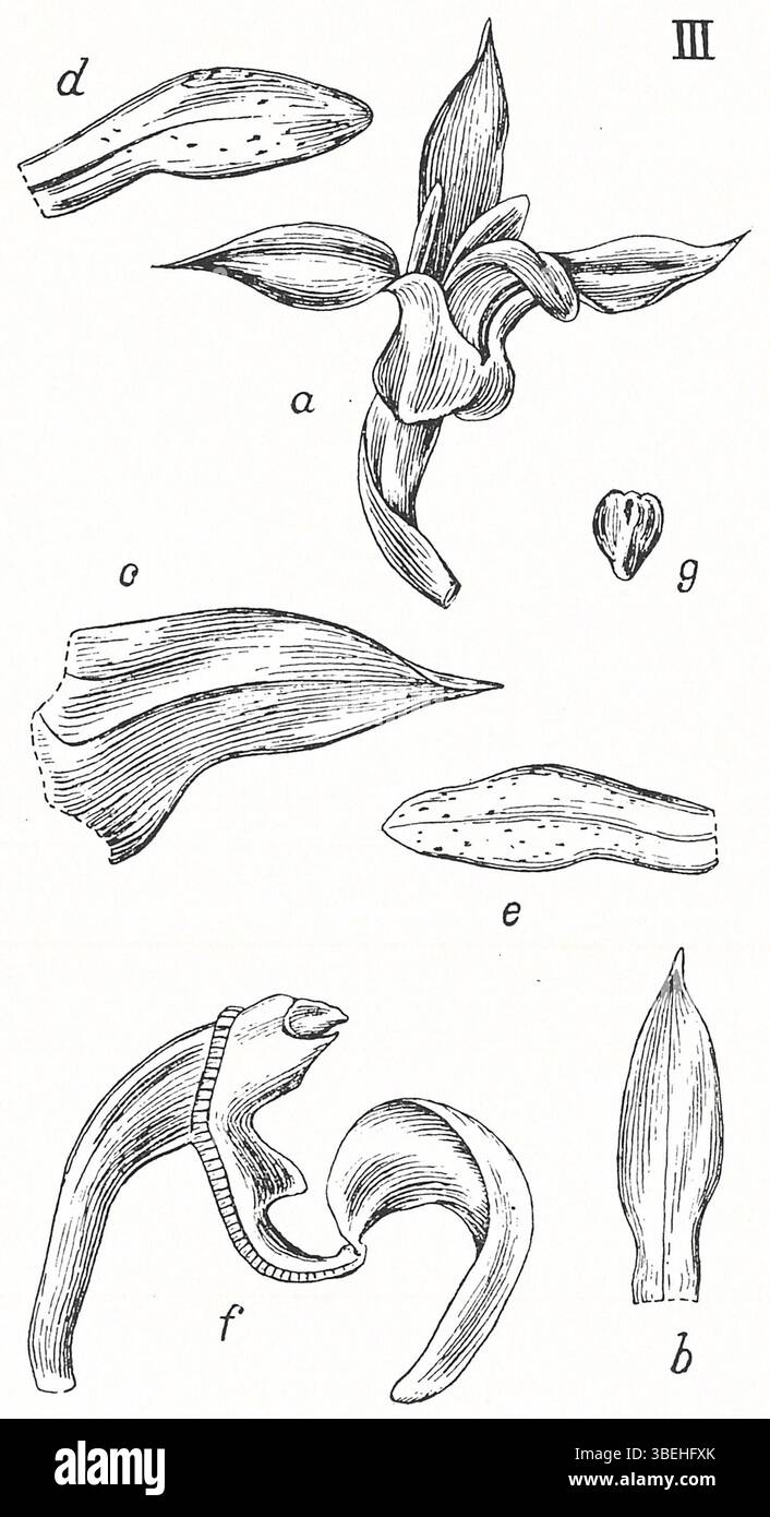 This botanical illustration from Johannes Jacobus Smith’s 1924 work ...