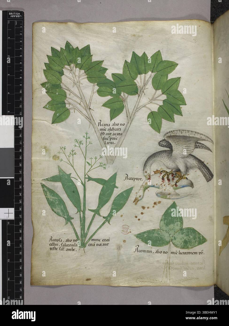 This is folio 011v of the BL Sloane 4016 manuscript, created around 1440. The page reflects medieval English script and elaborate illumination of the time. Stock Photo