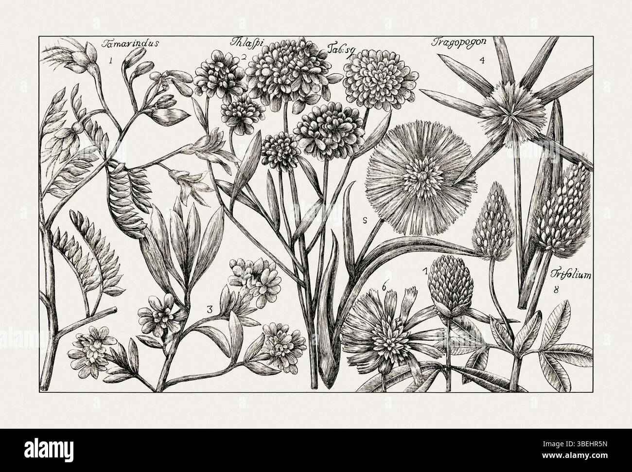 Antique botanical illustration of flowering plants. Detailed black and ...