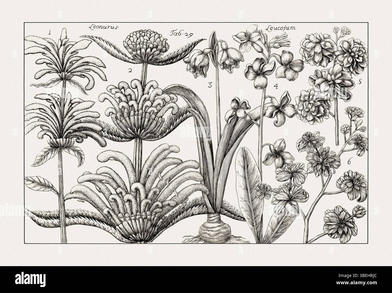 Antique botanical illustration of flowering plants. Detailed black and ...