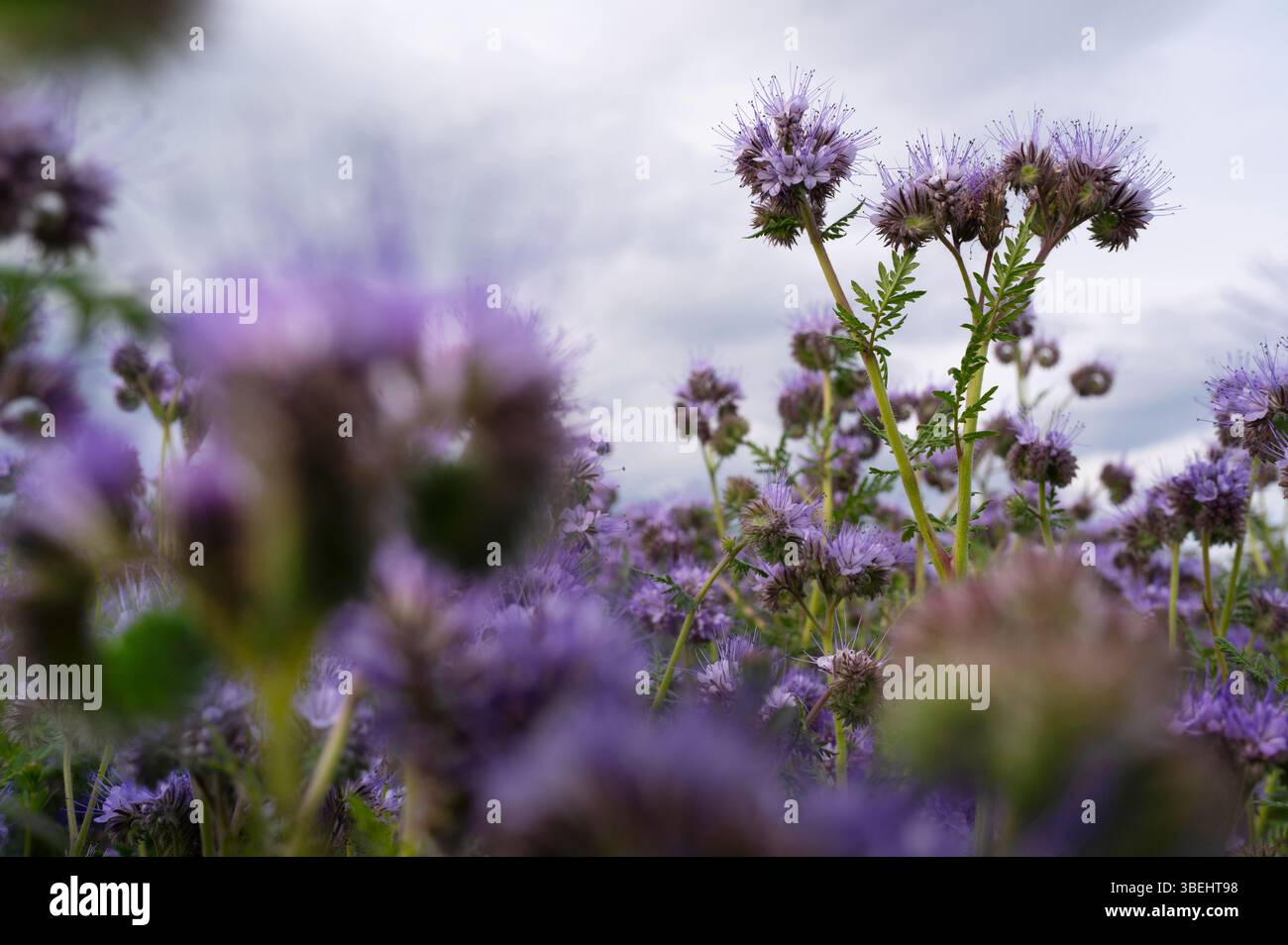 The phacelia plant is a valuable source of food for insects, especially ...
