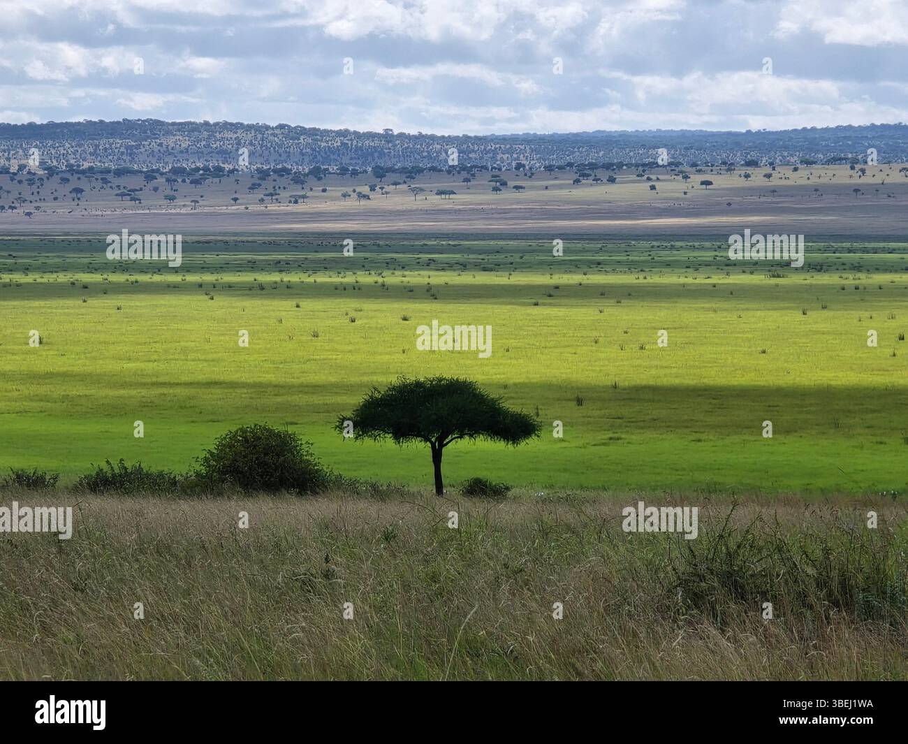 'Nature's Majesty: A lone tree stands resilient amidst the endless green of the African savanna, kissed by the soft embrace of the cloudy sky.' - Smartphone Captured Stock Image