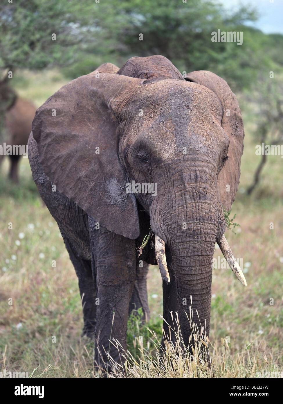 Majestic giant of the savanna—grace, strength, and wisdom in every step. - Smartphone Captured Stock Image