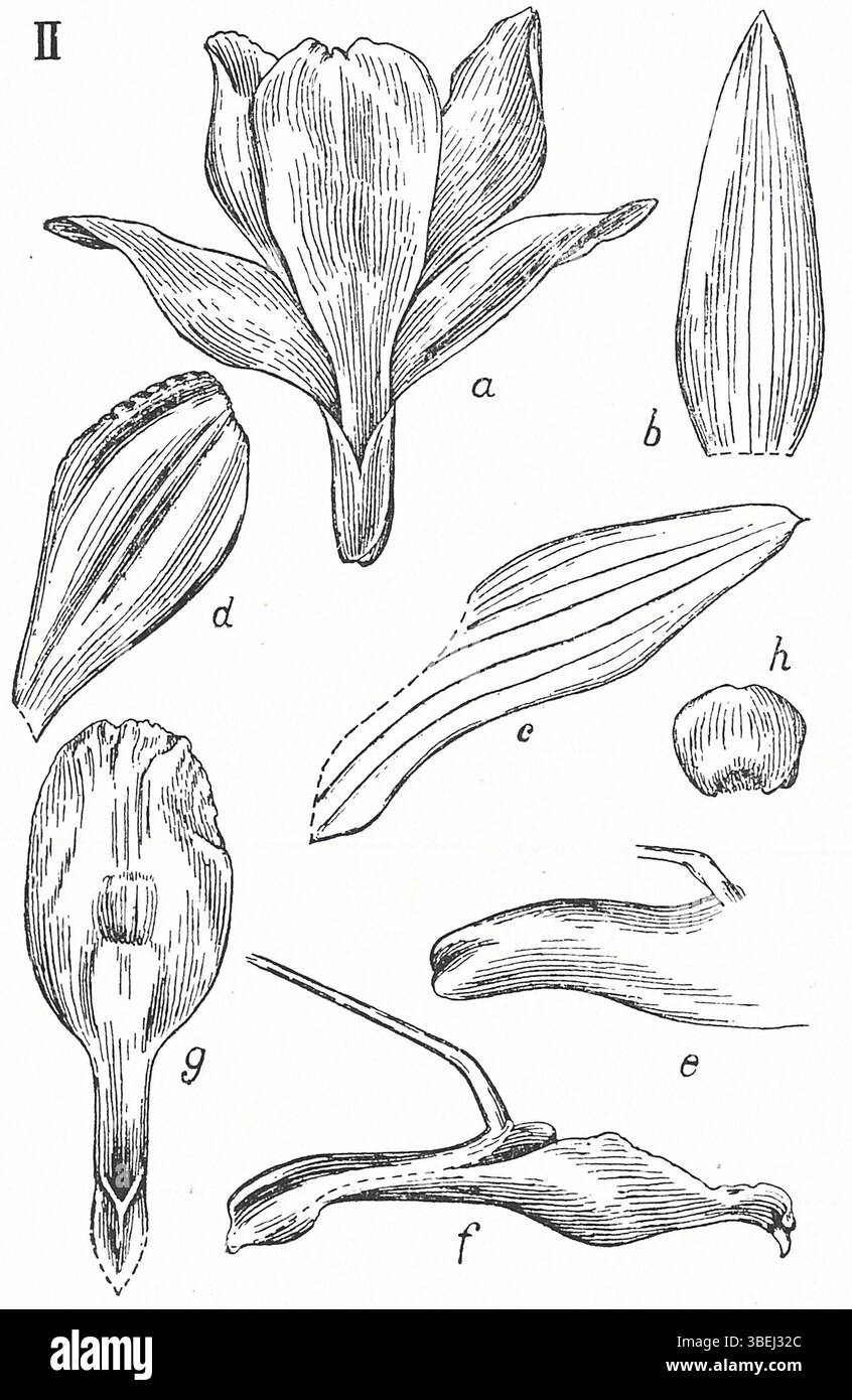 Dendrobium spathilingue is an orchid species illustrated by Johannes ...