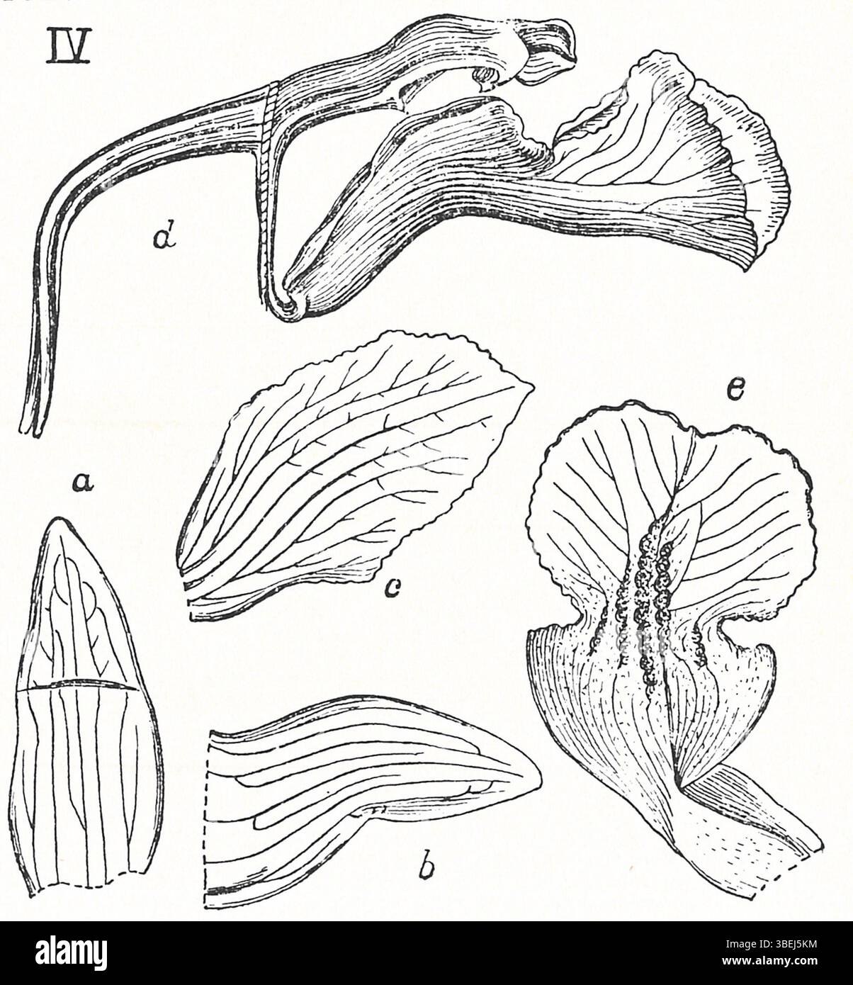 Johannes Jacobus Smith's 1924 illustration of *Cylindrolobus ...