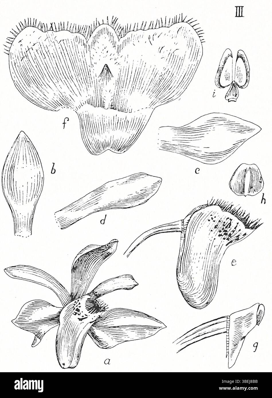 *Thrixspermum conigerum* is an orchid species depicted in Johannes ...