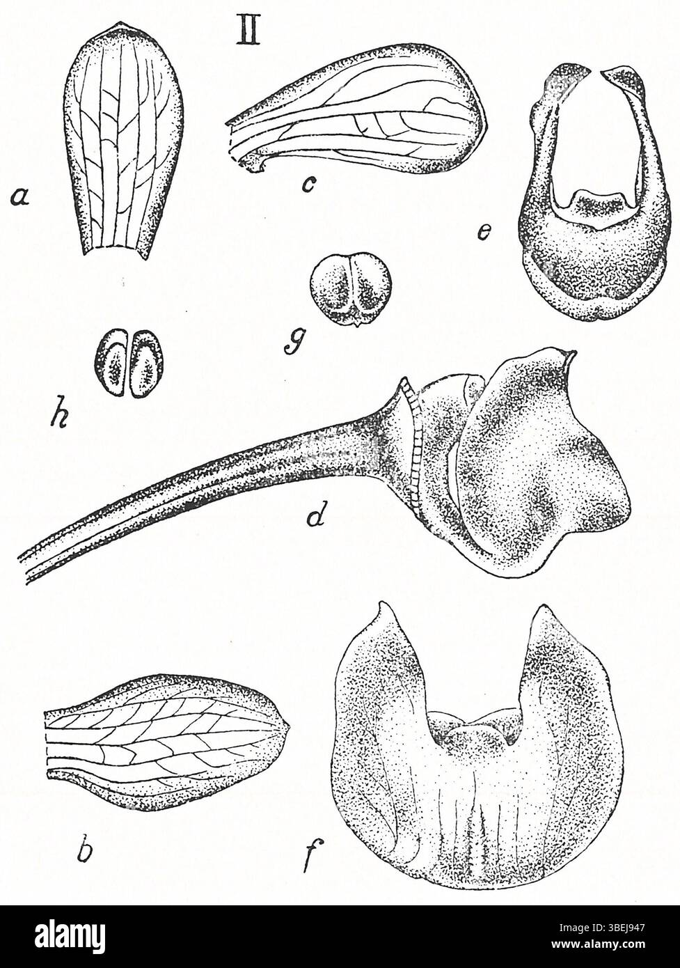 Thrixspermum pensile Schltr. is an orchid species illustrated in ...