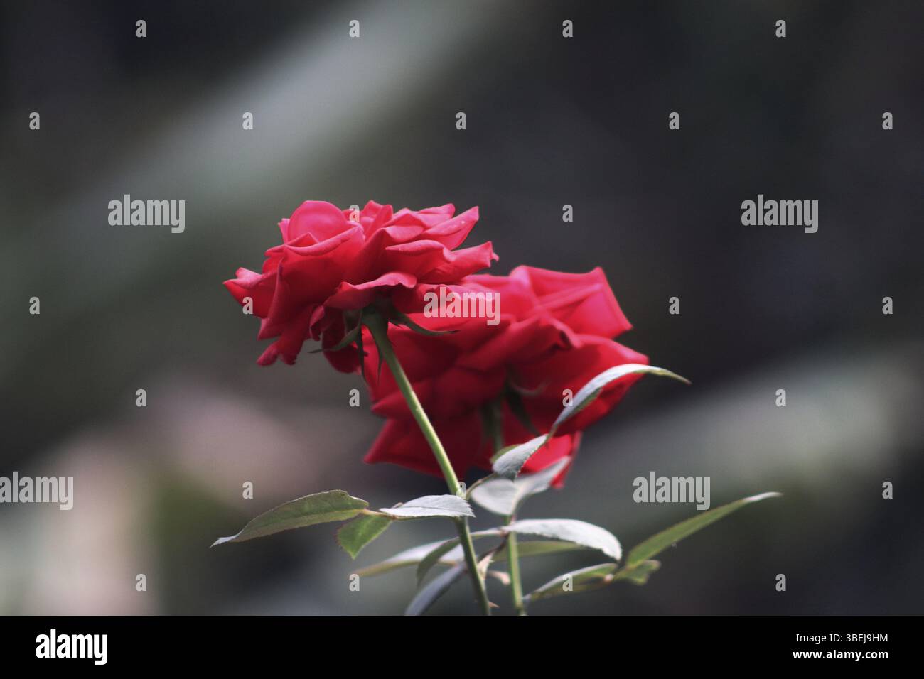 13 Bloomed Roses Fully bloomed red rose with green leaves in a garden setting, captured ...